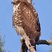 Red-tailed Hawk